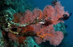 Bali 2016 - Liberty - Corail - IMG_5877_rc